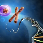 Illustration showing the formation of an animal cell from dna and chromosomes. Digital illustration.